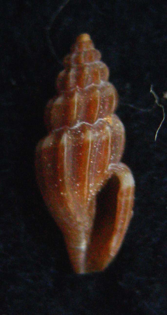 mangelia brusinae